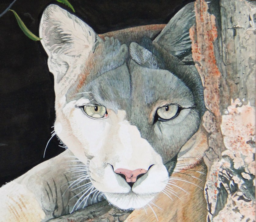 crop of mountain lion