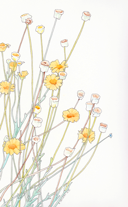 desert-marigolds-fixed