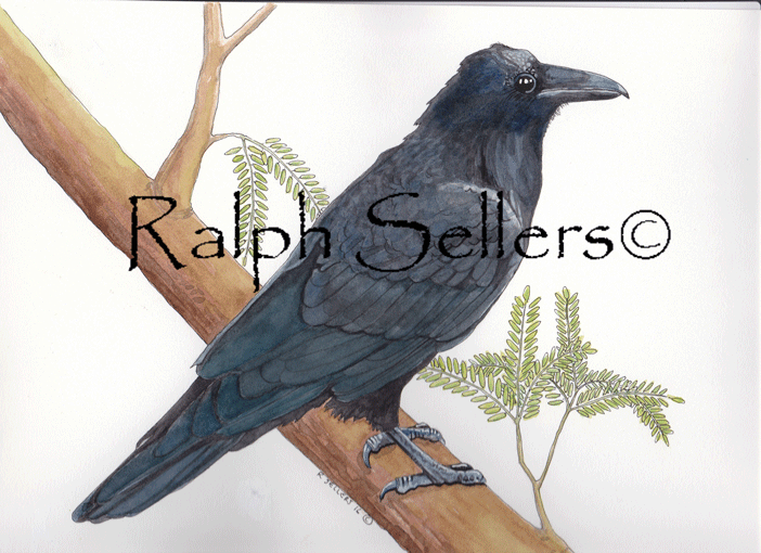 raven-on-mesquite-tree