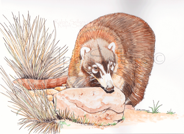 coatimundi