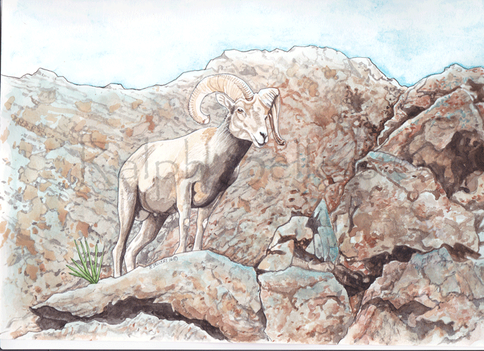 desert-bighorn