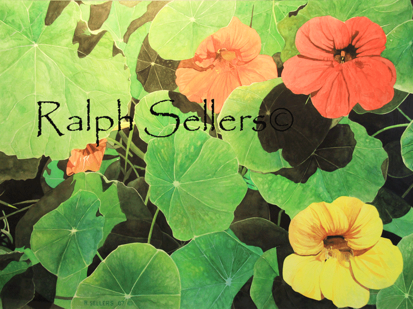nasturtiums-watermarked