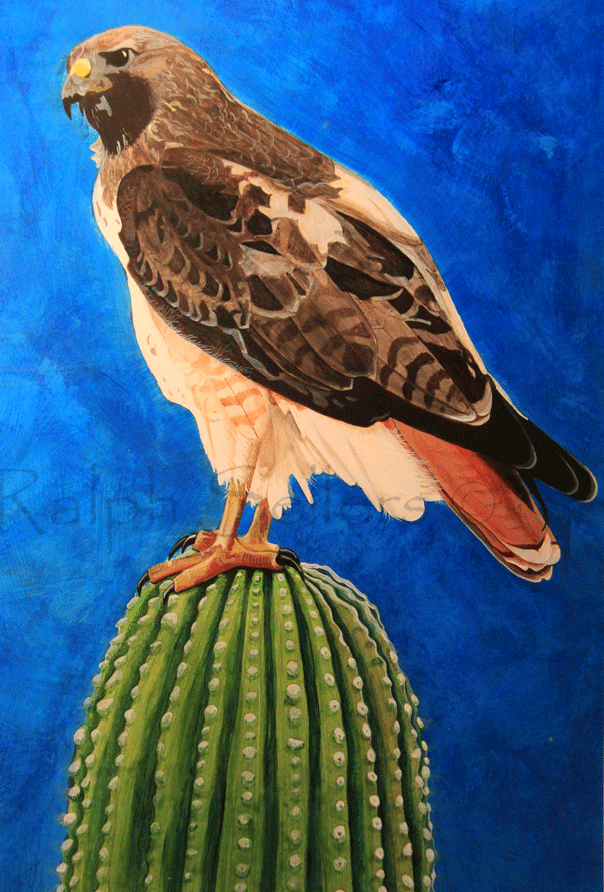 red-tail-hawk